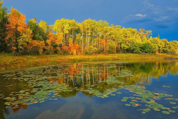 Canada-Ontario-Kenora District Forest autumn colors reflect on Middle Lake
